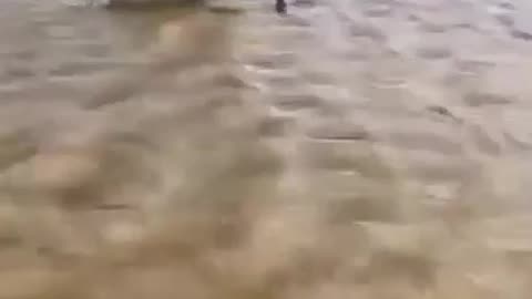Puppy and baby shark
