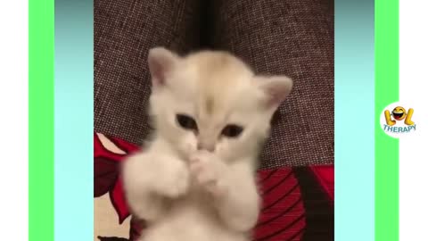 The Cutest Kittens Meowing Compilation