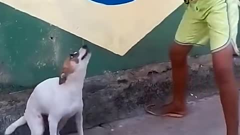 brazilian dog dance