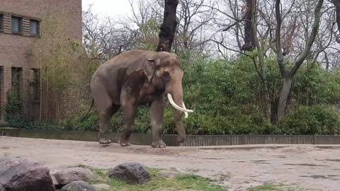 Elefants 🐘 at the Zoo Berlin 🐘