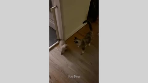 Dog and cat video