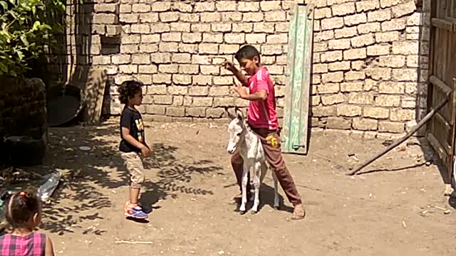 A boy playing with a little donkey