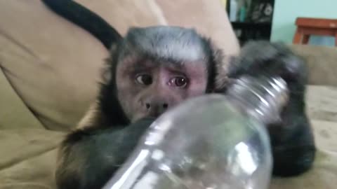 Grey-Haired Monkey (Its Powder) Playing With Baby Powder and Empty Water Bottle