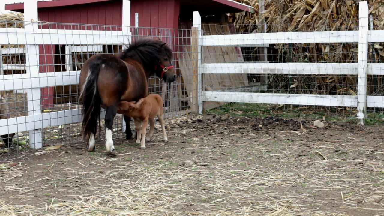 Baby pony sucking on mother