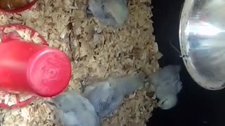 Chicks in a brooder Part 36