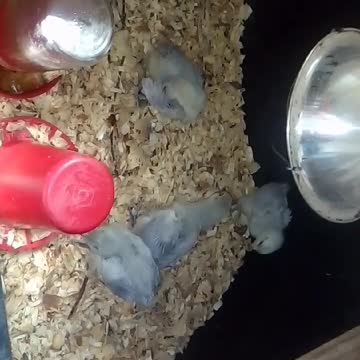 Chicks in a brooder Part 36