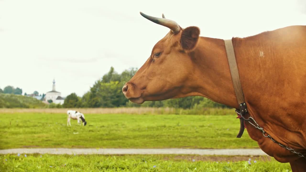 A domestic cow graze on the field in the village - chewing grass- Suzdal, Russia