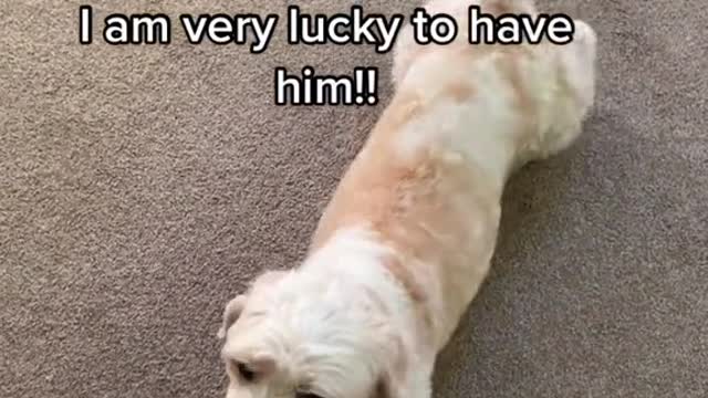 Spécial dog