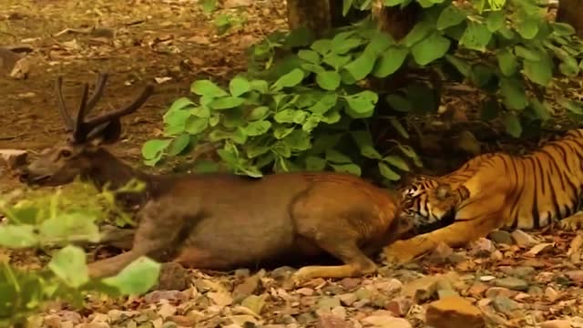 Fight Between a Tiger and a Crocodile?