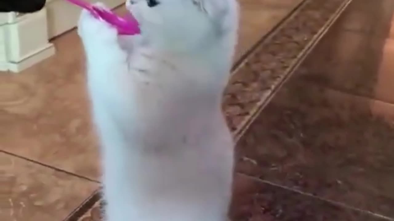 Funny animal video