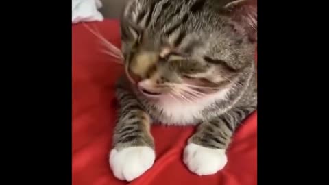 Funniest cat videos #13 - HILARIOUS!