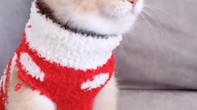 cat funny video, wow looking kitty #short video #viralkitty