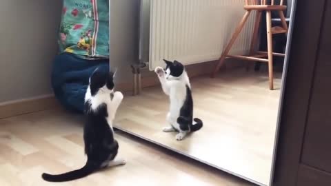 black cat funny video
