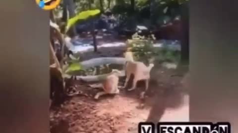 Dog learns Side kick tecnique