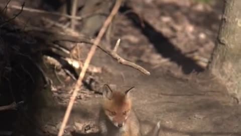 Let's watch some cute animals.