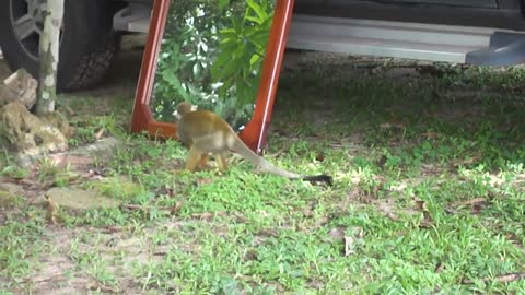 Monkey in the Mirror