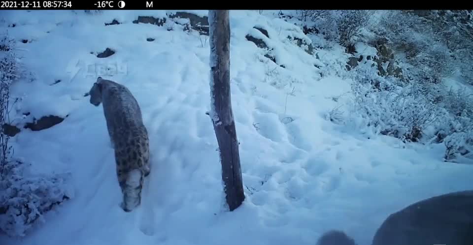 Snow leopard rare footage.