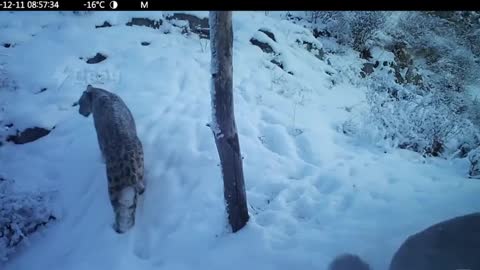 Snow leopard rare footage.