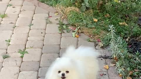 White Dog!! so cute!!