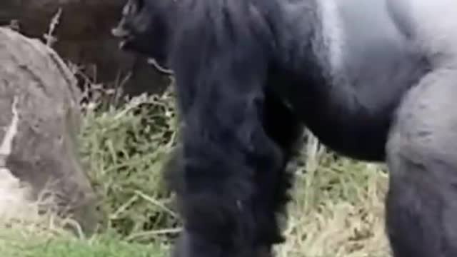 Orangutan mighty. Compliment her and dance