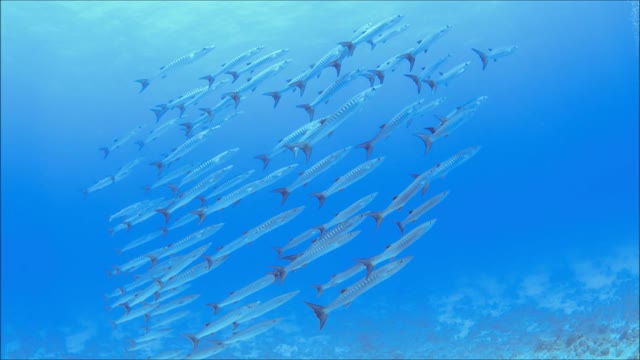 Herd Of Barracuda Meowing Together Under water