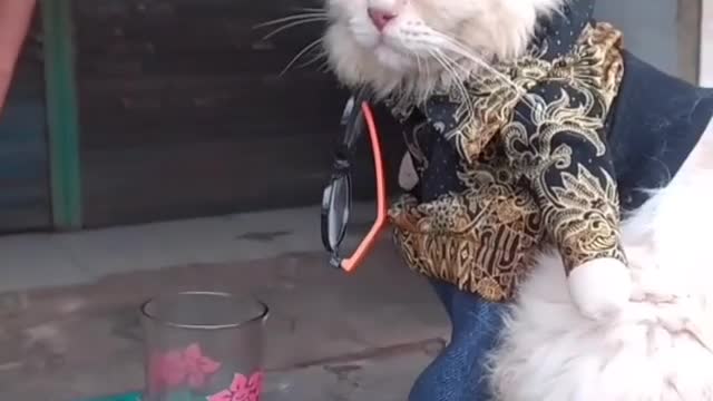 This fancy cat in Indonesia is a local legend