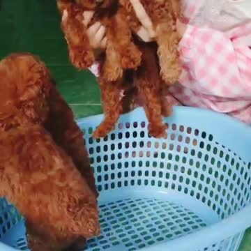 Cute little poodle dogs