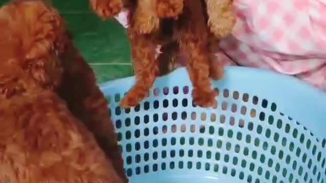 Cute little poodle dogs