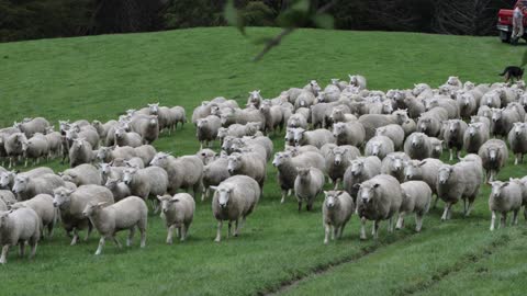 Shepherd dogs guide a thousand sheep in the corral