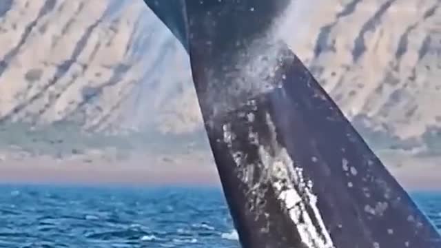 Whales, dolphins