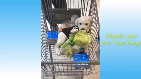 Cute Pets And Funny crazy Animals