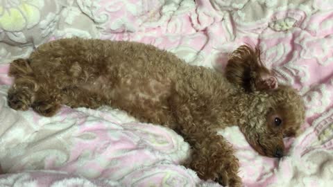 Video of tired poodle falling asleep