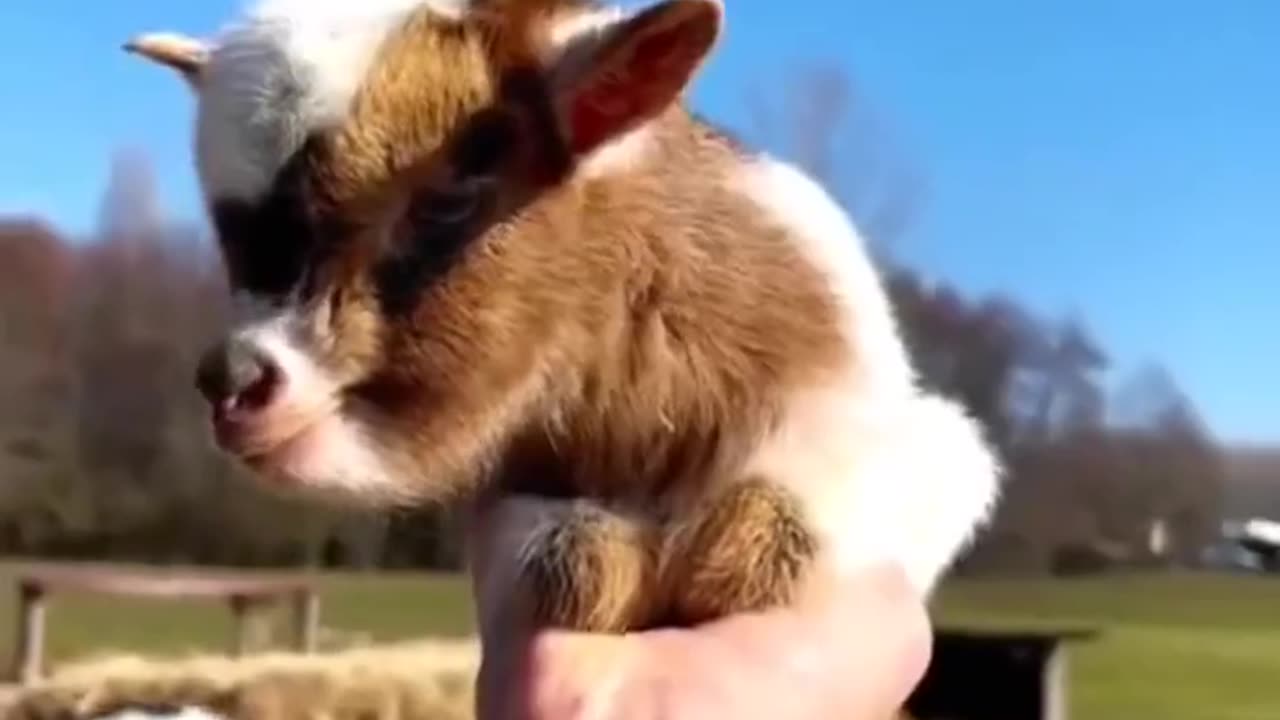 Baby Goats