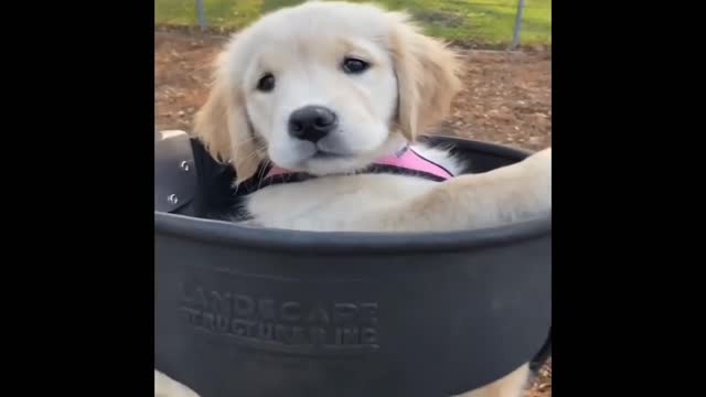 Funniest & Cutest Labrador Puppies #2 - Funny Puppy Videos 2020