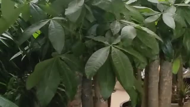 tall banyan tree
