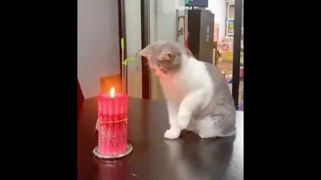 Funniest animals - Best of the 2022 funny animals video