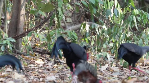 Siamese Fireback