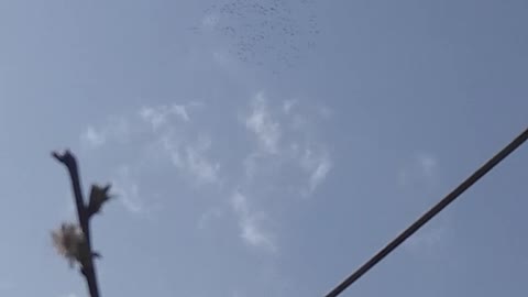 летят стая аистов