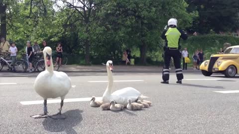 Swan family controls traffic in Denmark