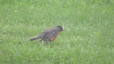 55 Toussaint Wildlife - Oak Harbor Ohio - Early Robin Gets The Worm