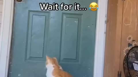 Funny animals video