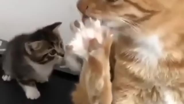 Cat funny videos animals funny moments