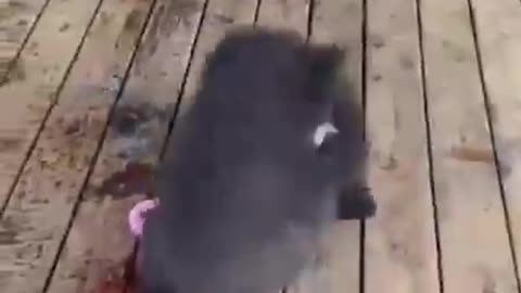 Bear Funny video