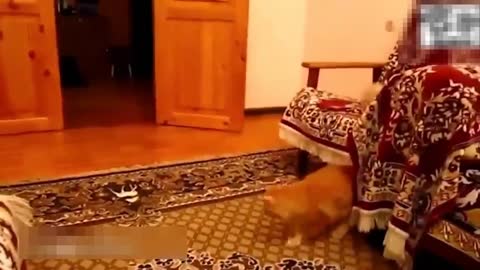 funny cats : compilation