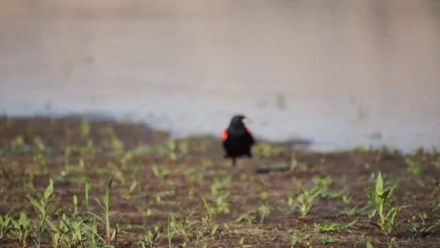 black-bird-songbird-male-bird