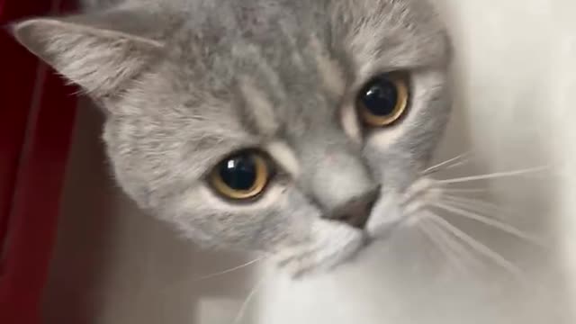 A cat fiddling beside a stool