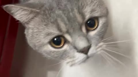 A cat fiddling beside a stool