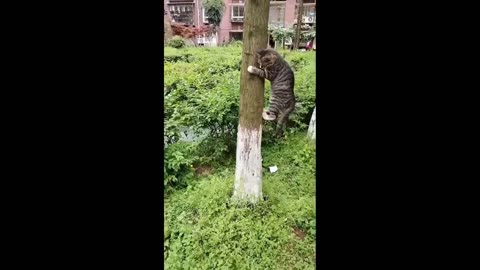 Funniest Cats And Dogs Videos 2024