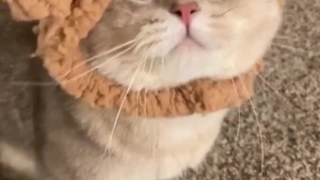 Cute and Funny Baby Cat Videos