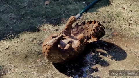 Bathing pangolin.